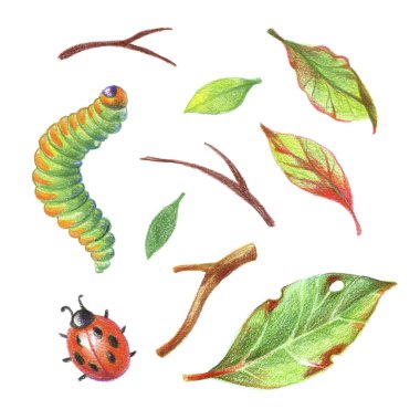 Kalem drawind renkli böcek ve bir yaprak ve dal