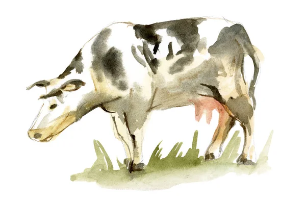 Акварель плямисті корови — стокове фото