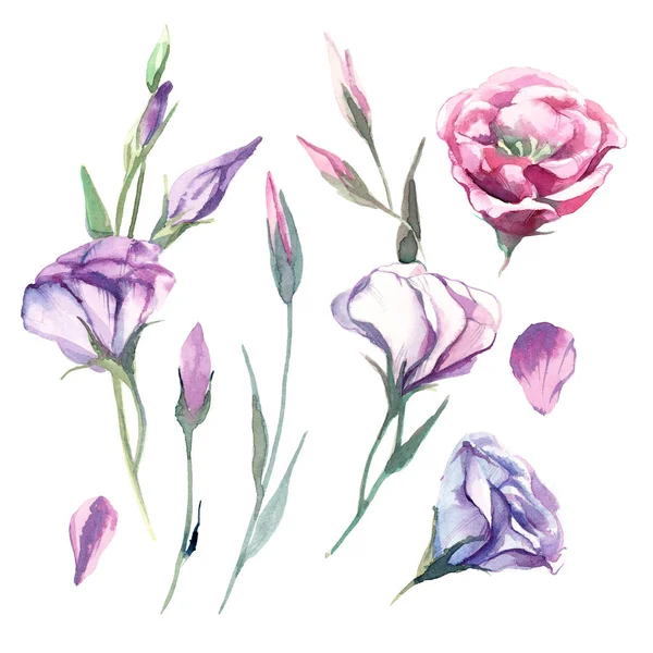 Conjunto de eustoma aquarela flor isolada sobre fundo branco. Fl — Fotografia de Stock