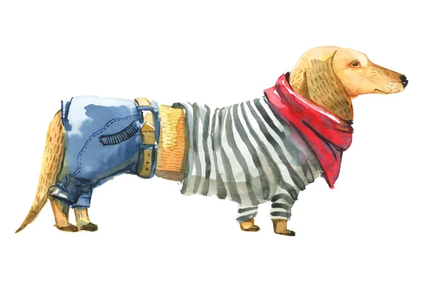 Sárga kutya-ban pulóver és a farmer — Stock Fotó