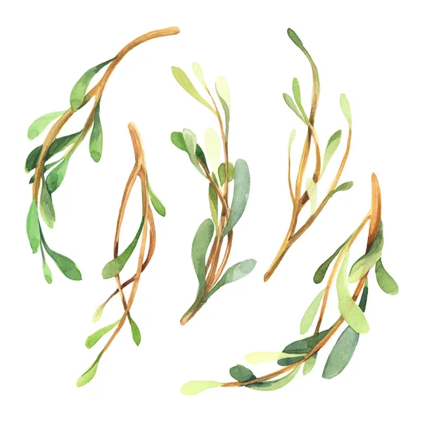 緑の枝、葉白 b に分離された水彩セット — ストック写真