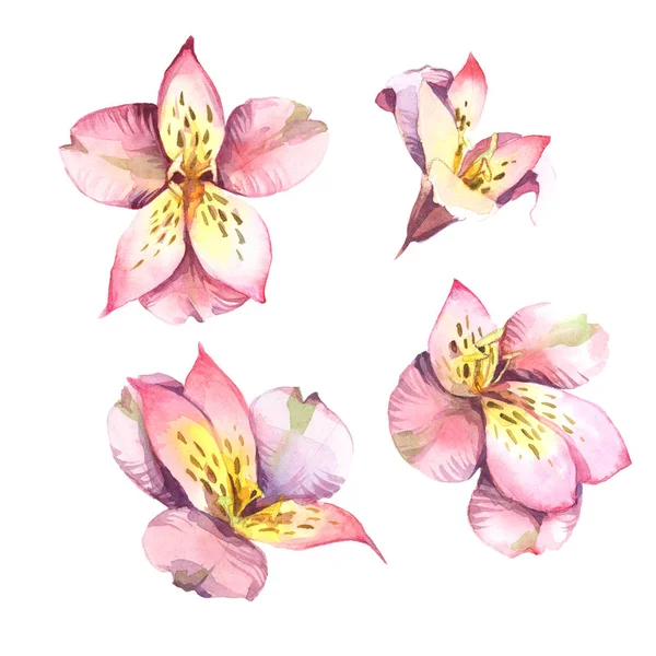 Ακουαρέλα σύνολο ροζ λουλούδια που απομονώνονται σε λευκό φόντο. — Φωτογραφία Αρχείου