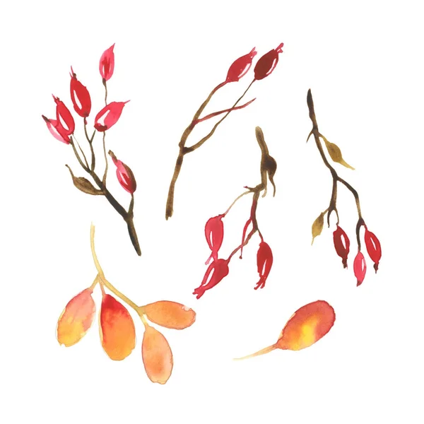 茶色の枝とベリーの水彩セット — ストック写真