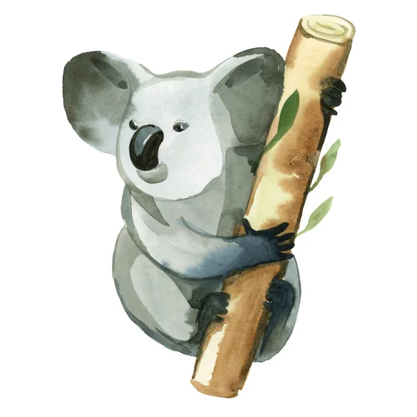 Akvarell koala tartja a bambusz ág — Stock Fotó