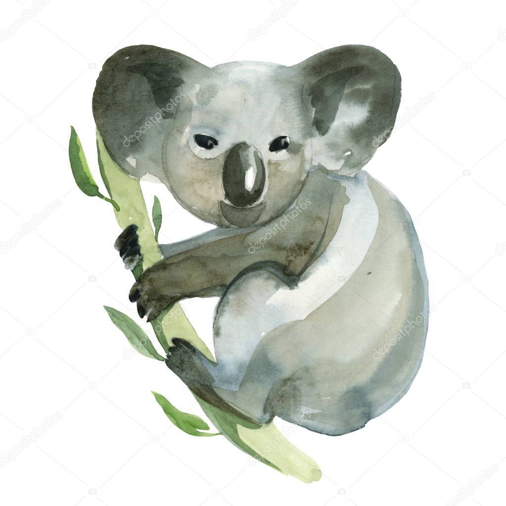 Watercolor koala is holding the bamboo branch