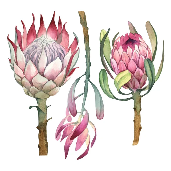 Set Acquerello Fiori Protea Isolare Sfondo Bianco Elemento Floreale Biglietti — Foto Stock