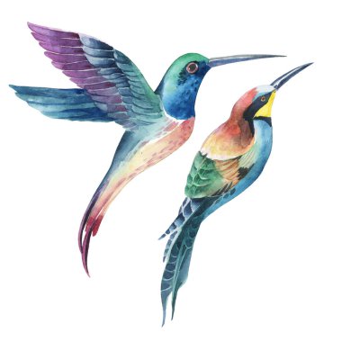 Tropik kuş kolibri suluboya seti beyaz arkaplanda izole edildi