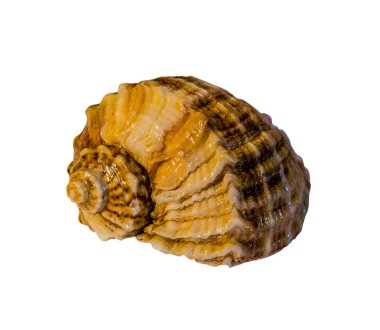 beyaz deniz kabuğu.