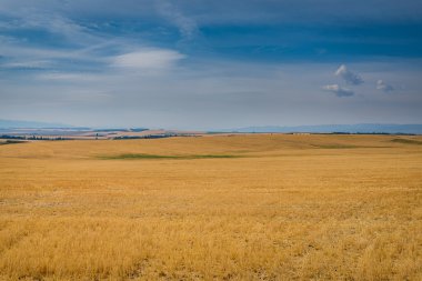 Sarı alanlar, mavi gökyüzü
