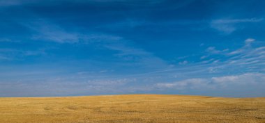 Sarı alanlar, mavi gökyüzü