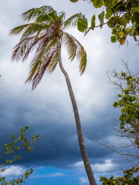 Kasırga Palm'da