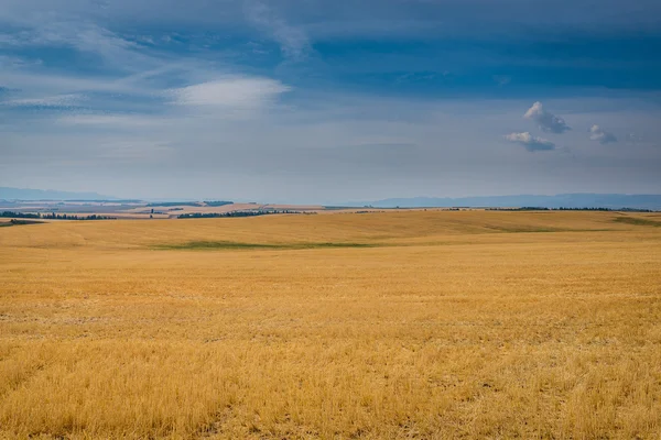 Sarı alanlar, mavi gökyüzü