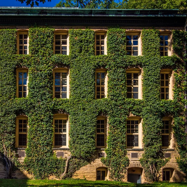 Fachada cubierta de hiedra — Foto de Stock