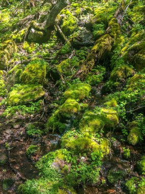 Ormanda yeşil yosun