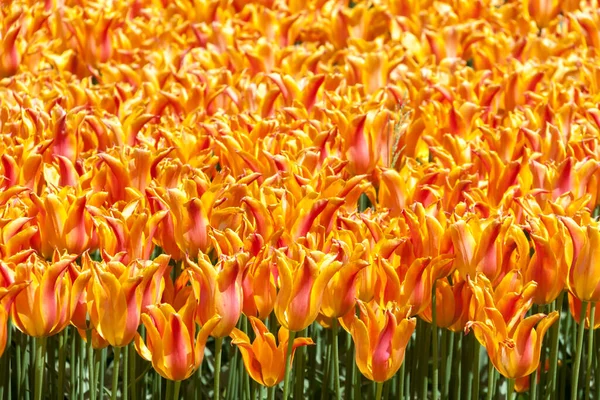 Floral laranja cores vibrantes fresco primavera flores tulipas jardim fundo . — Fotografia de Stock