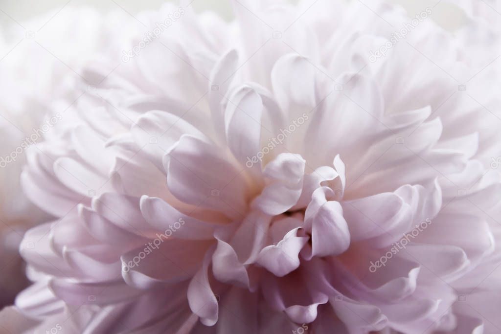 Close up macro of flower petals chrysanthemum in pink and white full bloom.