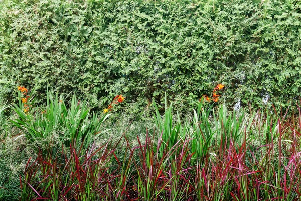 Floral vertical nature green plant garden wall backdrop
