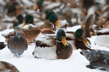 Kış Park ördek gölcük