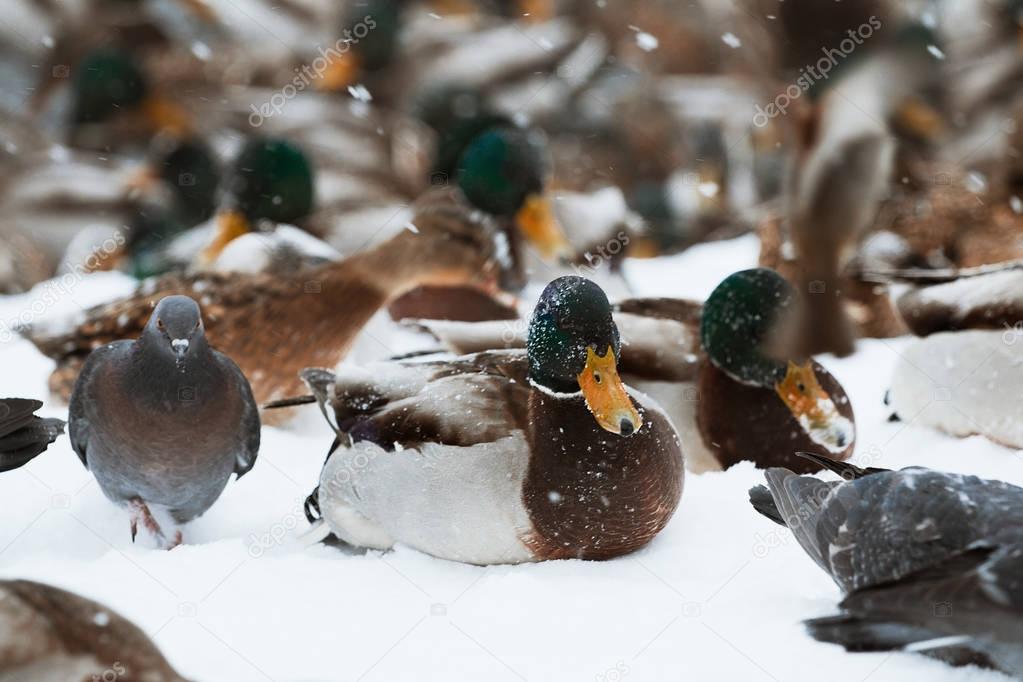 Winter Park duck pond