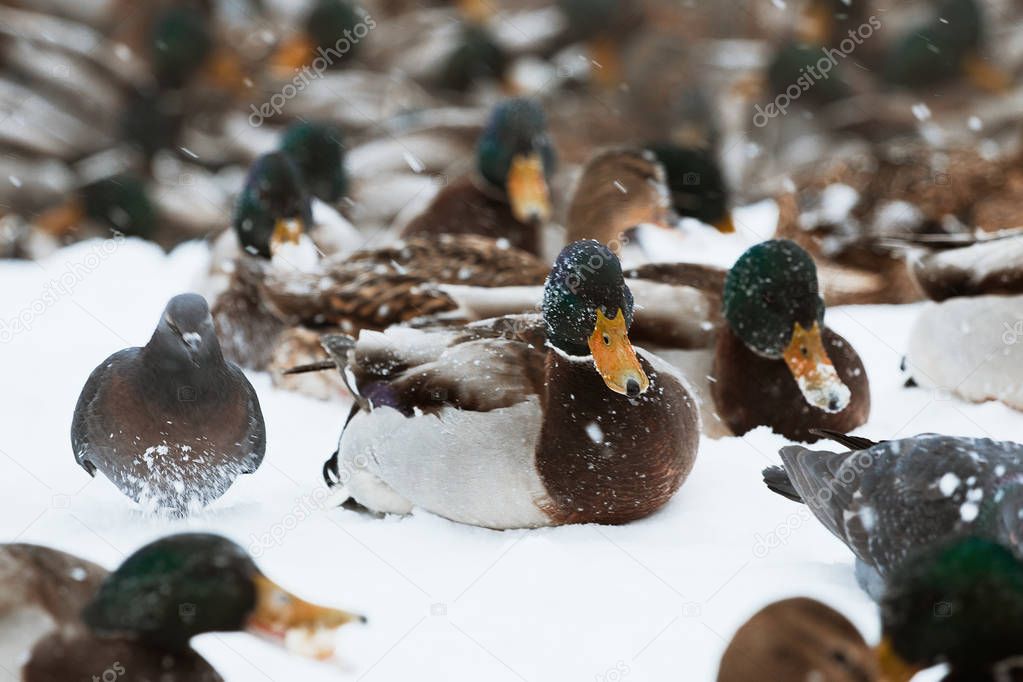 Winter Park duck pond