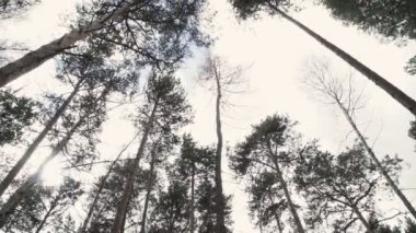 Bulutlar bir arka plan üzerinde güzel orman