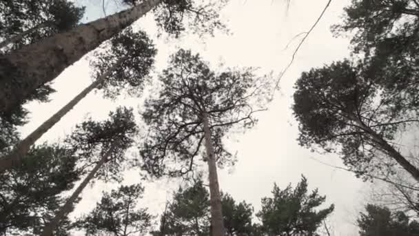 Hermoso bosque sobre un fondo de nubes — Vídeo de stock