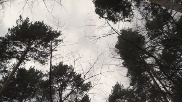 Belle forêt sur fond de nuages 