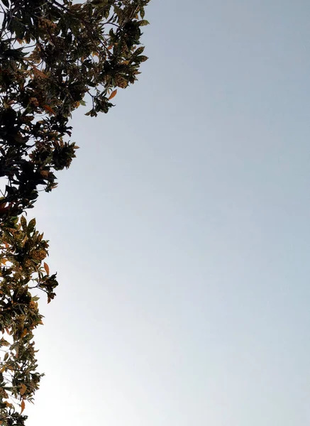 Plant Leaf Sky Background Vartical — Stock Photo, Image