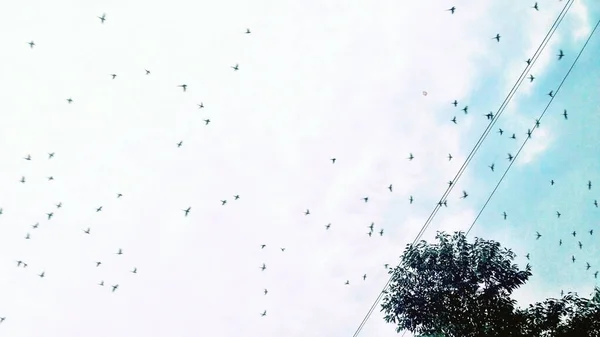 Group Birds Flying Away — Stock Photo, Image