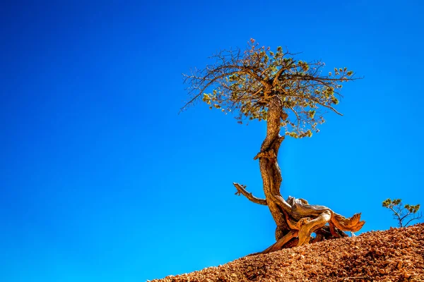 Kıl-koni çam ağacı, Bryce Milli Parkı, ABD