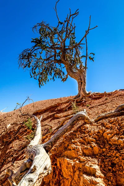 Kıl-koni çam ağacı, Bryce Milli Parkı, ABD