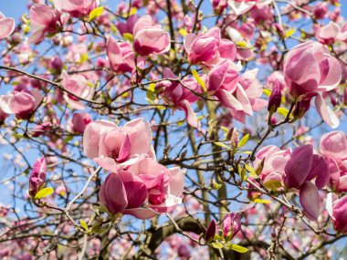 Manolya Pembe çiçek ağaç çiçek