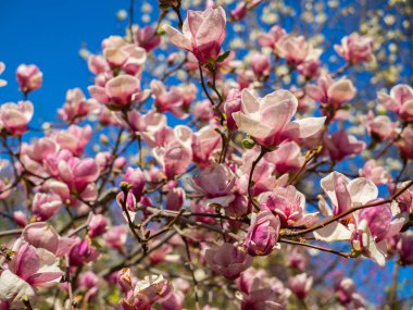 Manolya Pembe çiçek ağaç çiçek