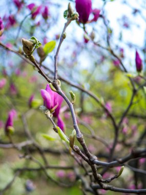 Manolya Pembe çiçek ağaç çiçek