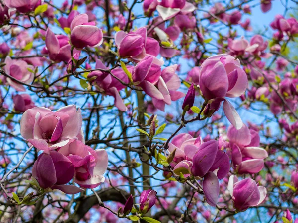 マグノリア ピンク色の梅の木の花 — ストック写真