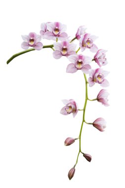 Pembe orkide. Beyaz arka planda izole tropik çiçek dalı. Kesme yolu kaydedildi