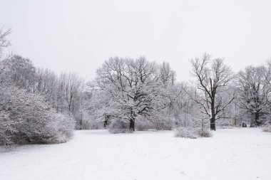 Orman ağaçları bulutlu havada bol miktarda yumuşak karla kaplıdır..