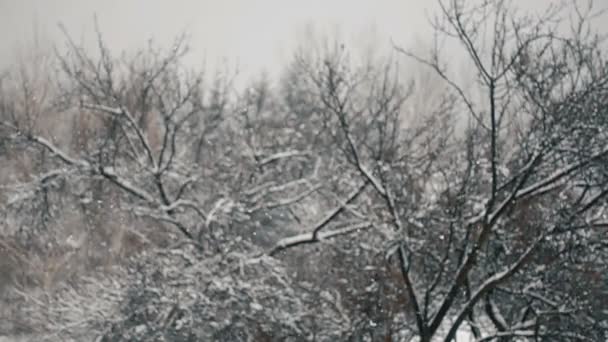 Snö Faller Slow Motion Mot Suddiga Träd — Stockvideo
