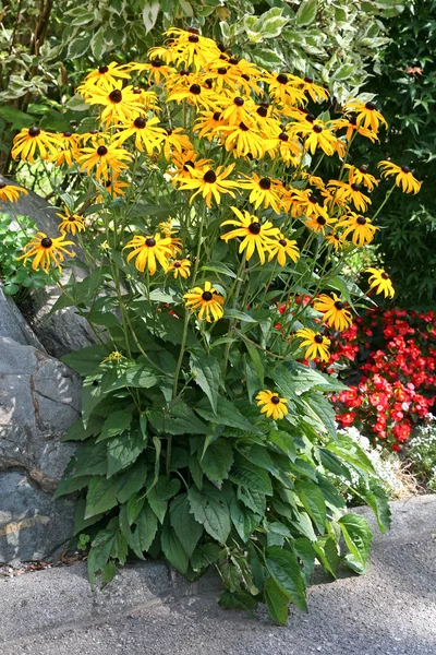 Rudbeckia fulgida 'Goldsturm' также известна как coneflowers — стоковое фото