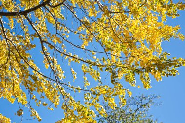 Ginkgo biloba sonbahar yaprakları 