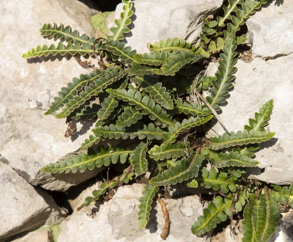 Asplenium ceterach