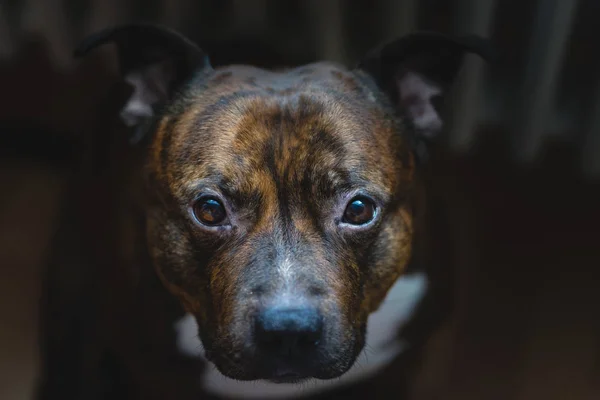 Staffordshire boğa korkunç düşük kontrast sinematik fotoğraf. Vintage pitbull kafanı yakın sığ derinlik-in tarla ile fotoğraf.