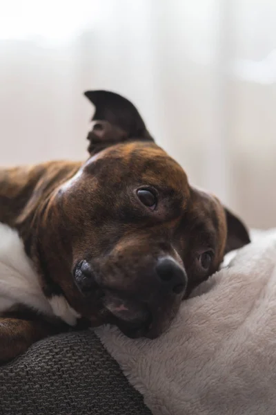 Vertical photo of staffordshire bull terrier lying on sofa looking up in soft focus. Shallow depth of field photo of pitbull lying on couch. — Stock Photo, Image