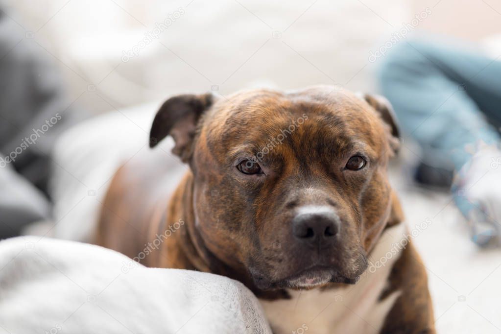 Comfortable staffordshire bull terrier lying on sofa looking to camera in very soft focus. Shallow depth of field of bull breed. 