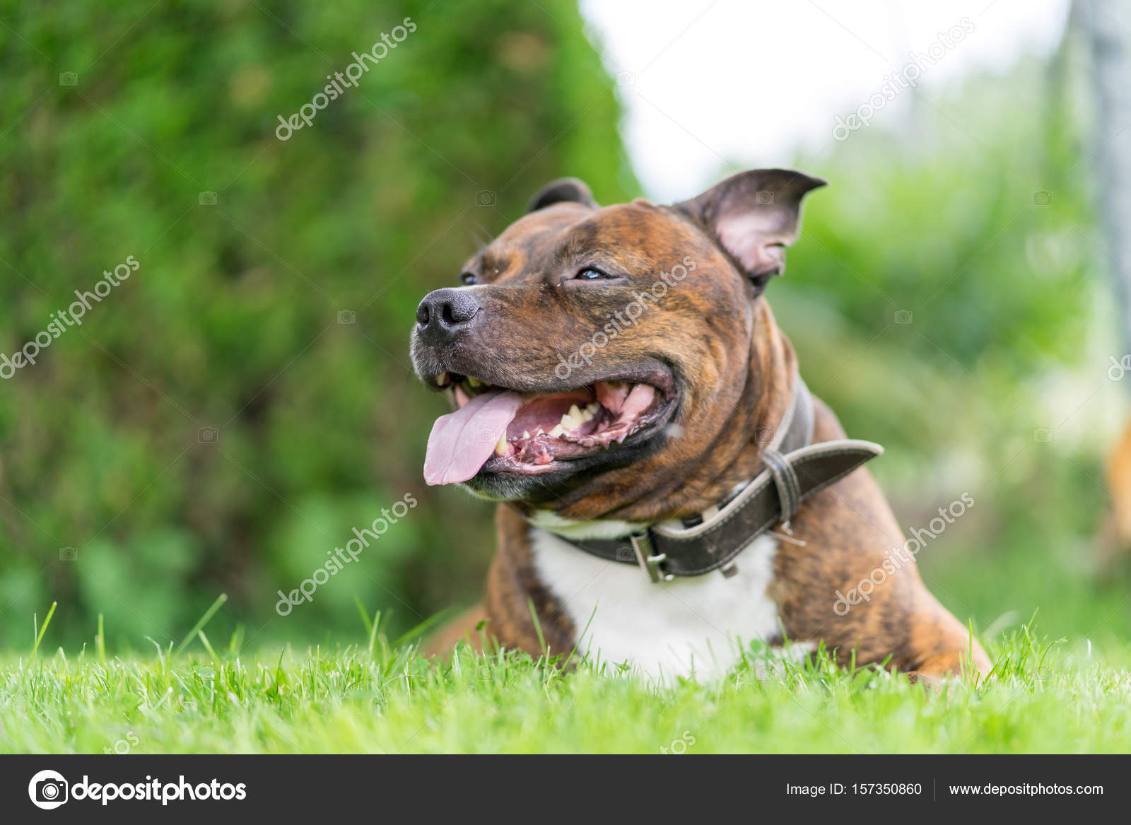 Vertikales Foto von Staffordshire Bullterrier auf Grasfeld mit weit