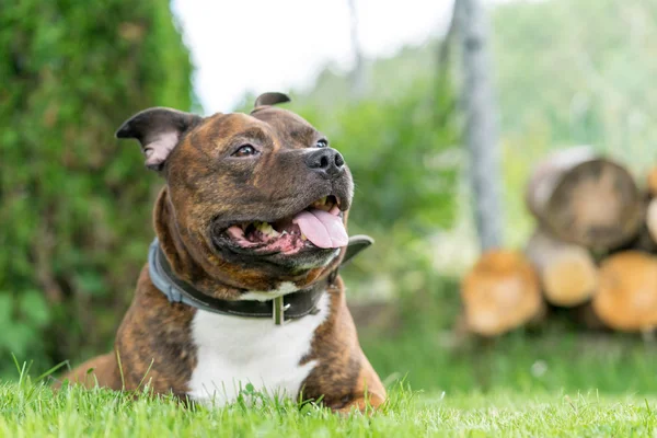 Liegender Staffordhire Bullterrier freut sich auf ein vertikales Foto mit grünem Bokeh-Hintergrund. sehr weicher Fokus auf die Nase. — Stockfoto