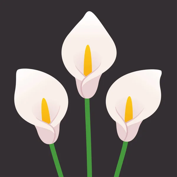 Calla-Lilienblüten — Stockvektor