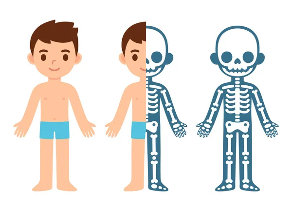 Cartoon Boy Skelet Anatomie Grafiek Eenvoudige Vlakke Vectorillustratie Van Doorsnede — Stockvector