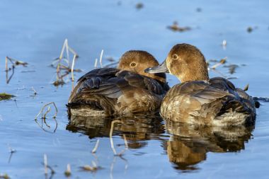 gün batımını izlemek