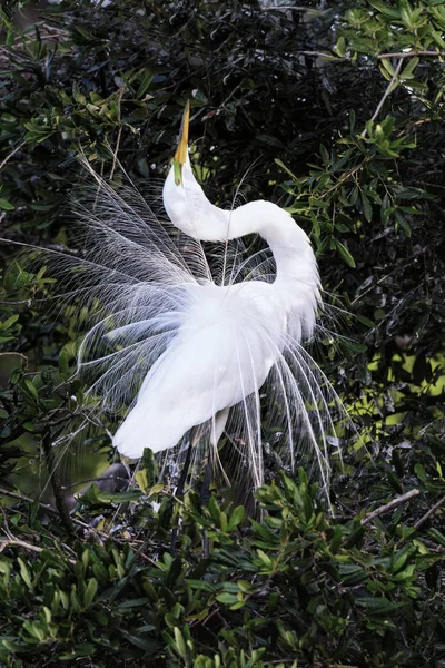 Great Egret in Full Plumage — Stock Photo, Image